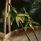Bamboo Hair Stick | Traditional Chinese Hair Accessory