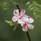 Taohua Hair Stick | Traditional Chinese Hair Accessory