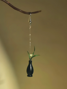 Orchid In A Vase Earrings | Hanfu Jewelry