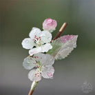 Spring Rain Hair Stick | Ancient Chinese Hair Accessory