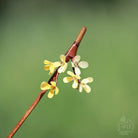 Osmanthus Hair Stick | Traditional Chinese Hair Accessory